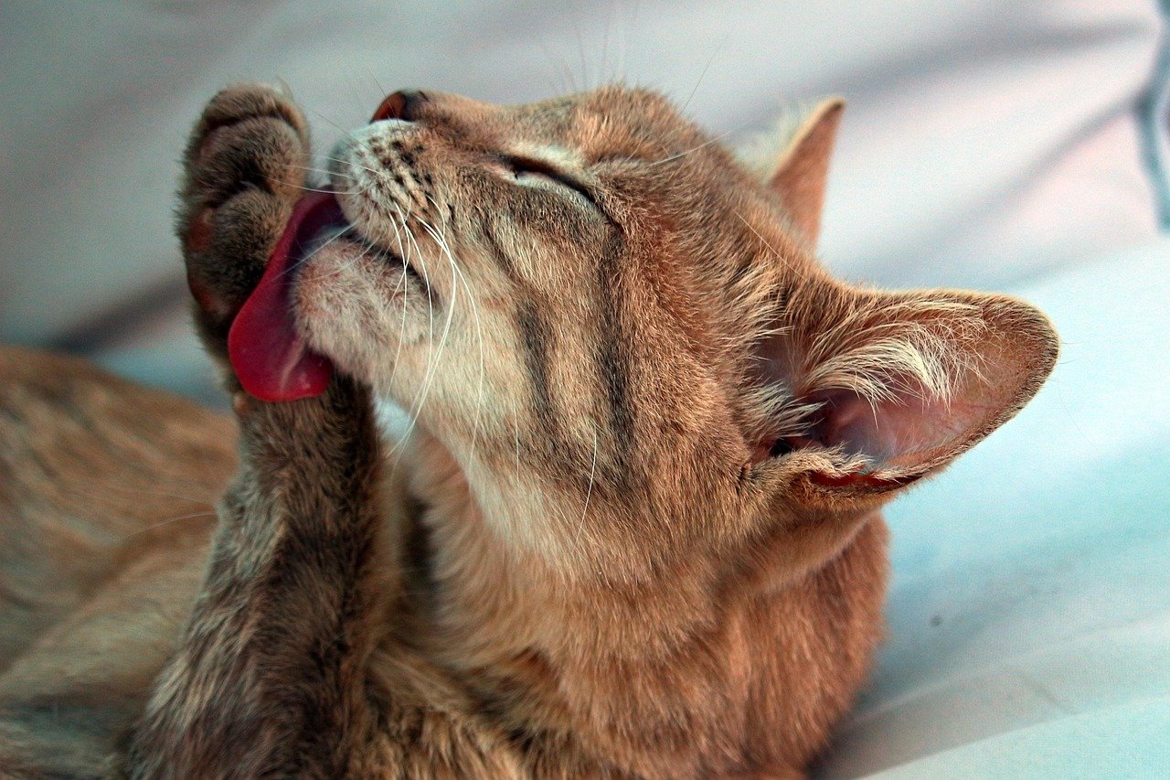 Keeping a Clean Environment (image credits: pixabay)