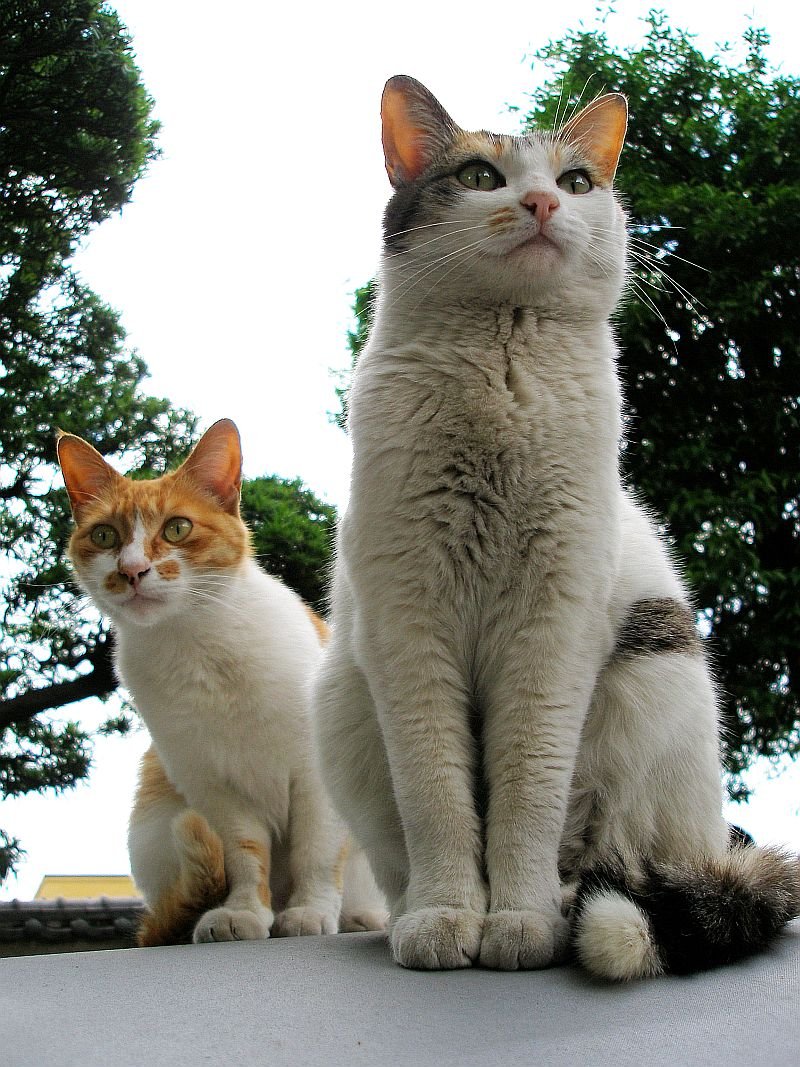 Respecting Their Independence (image credits: wikimedia)