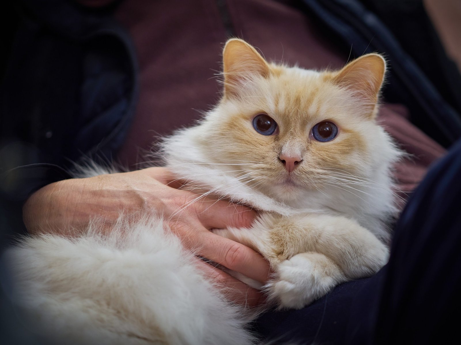 8. Birman: The Gentle Companion (image credits: wikimedia)