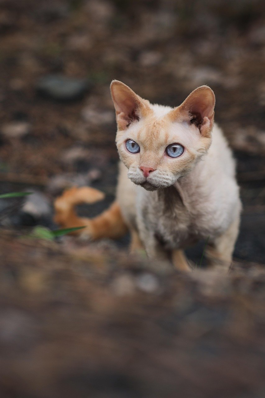 19. Cornish Rex: The Playful Companion (image credits: pixabay)