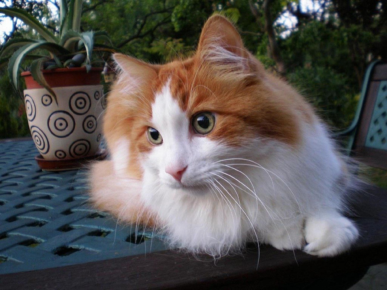 Turkish Angora: Elegant and Affectionate (image credits: pixabay)