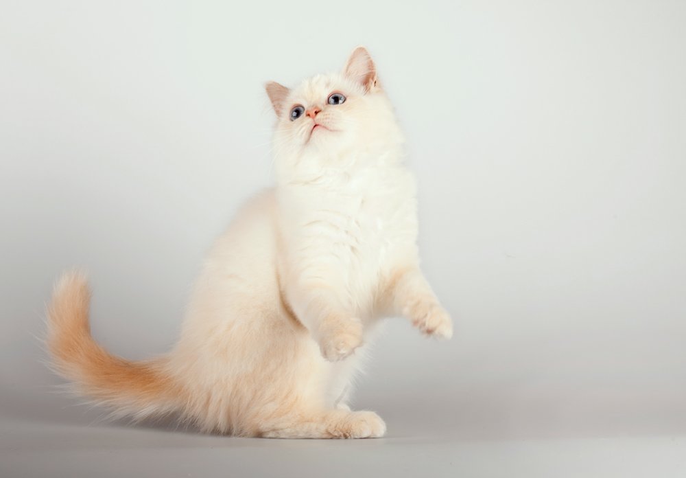 Birman Cats: Gentle and Loving (image credits: wikimedia)