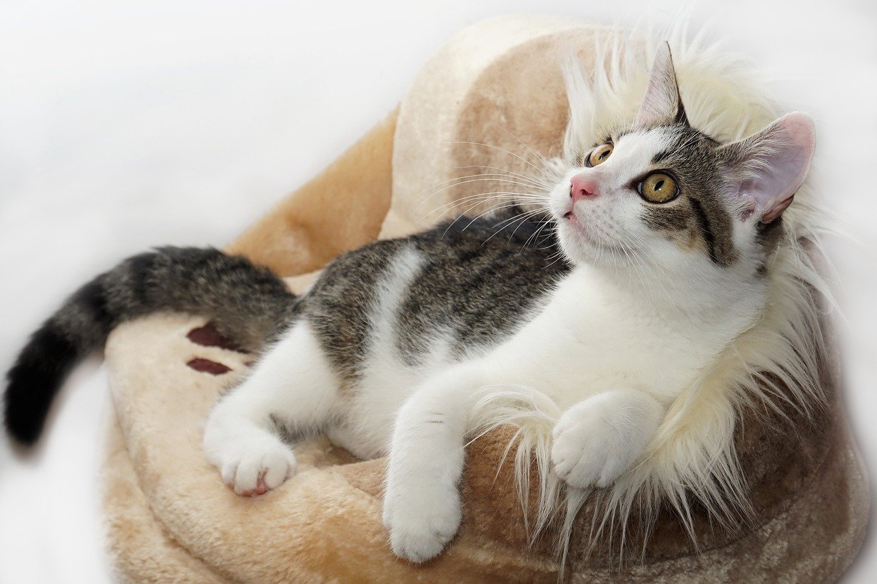 7. Exposing Their Belly: The Ultimate Vulnerability (image credits: pixabay)