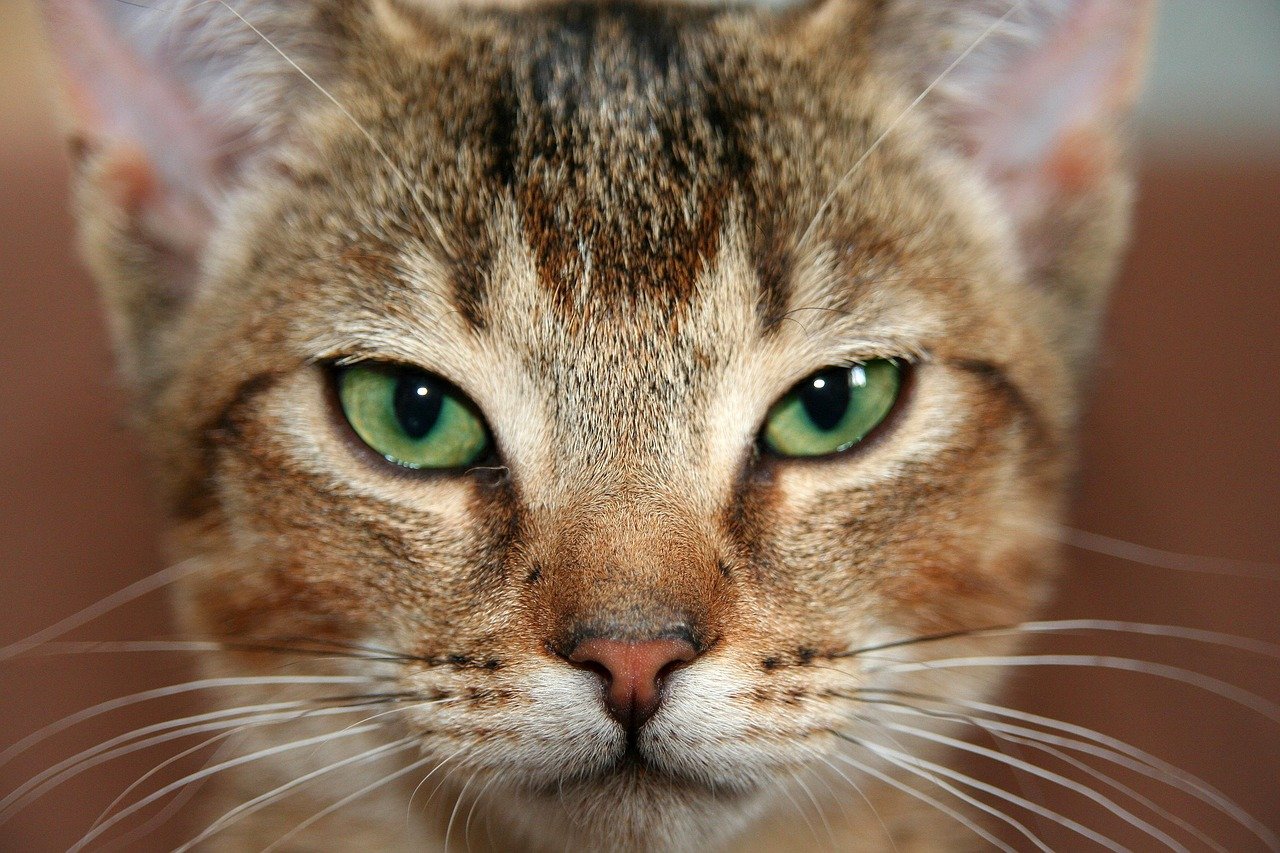 Abyssinian: The Curious Observer (image credits: pixabay)