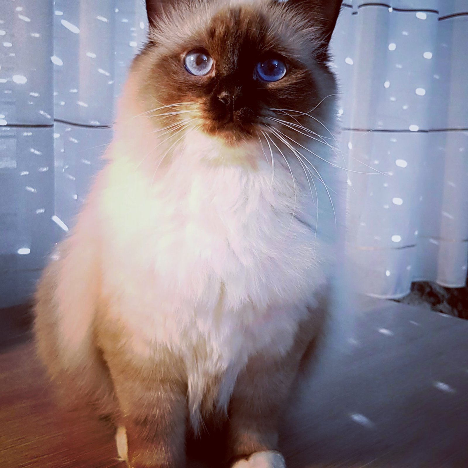 7. Birman: The Gentle Souls (image credits: wikimedia)