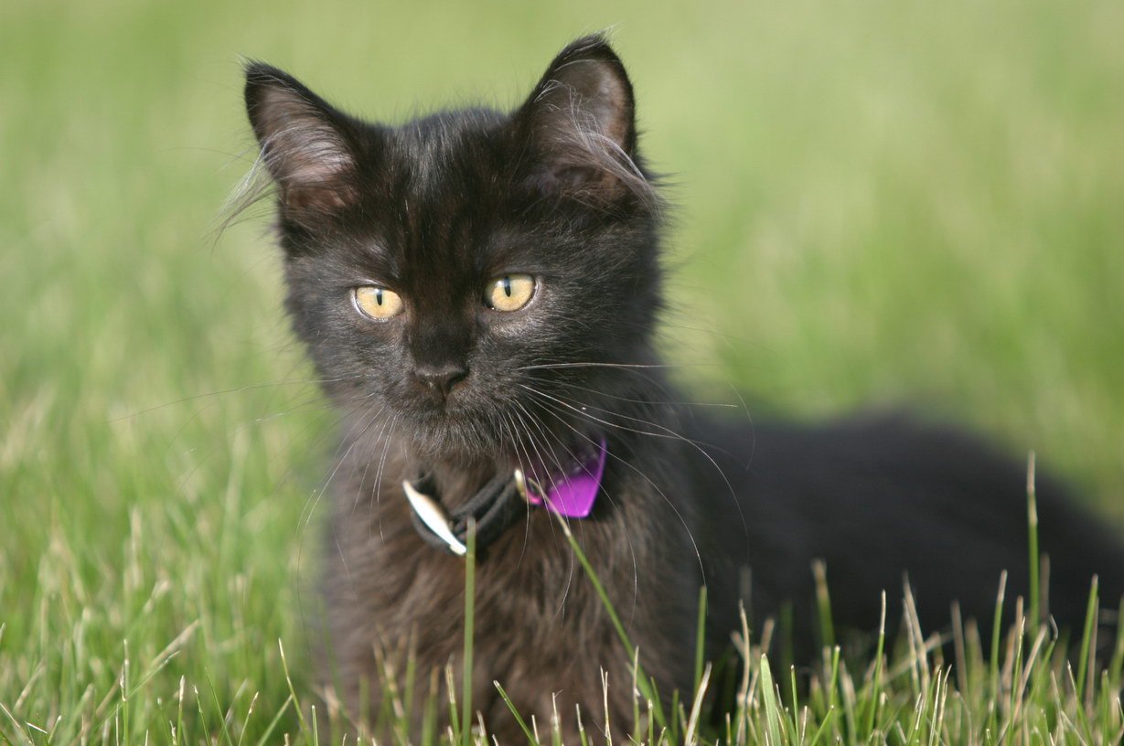 Imitating Kittenhood (image credits: wikimedia)