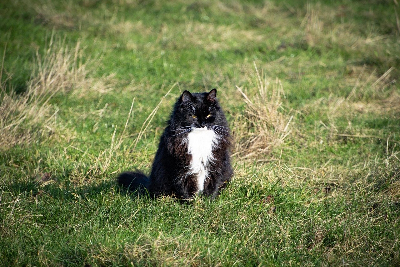 Norwegian Forest Cat: The Adventurous Spirit (image credits: pixabay)