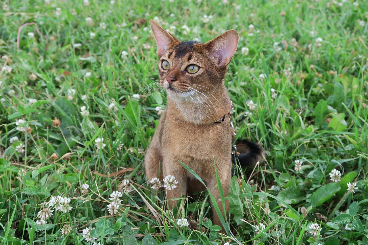 Abyssinian: The Energetic Explorer (image credits: pixabay)