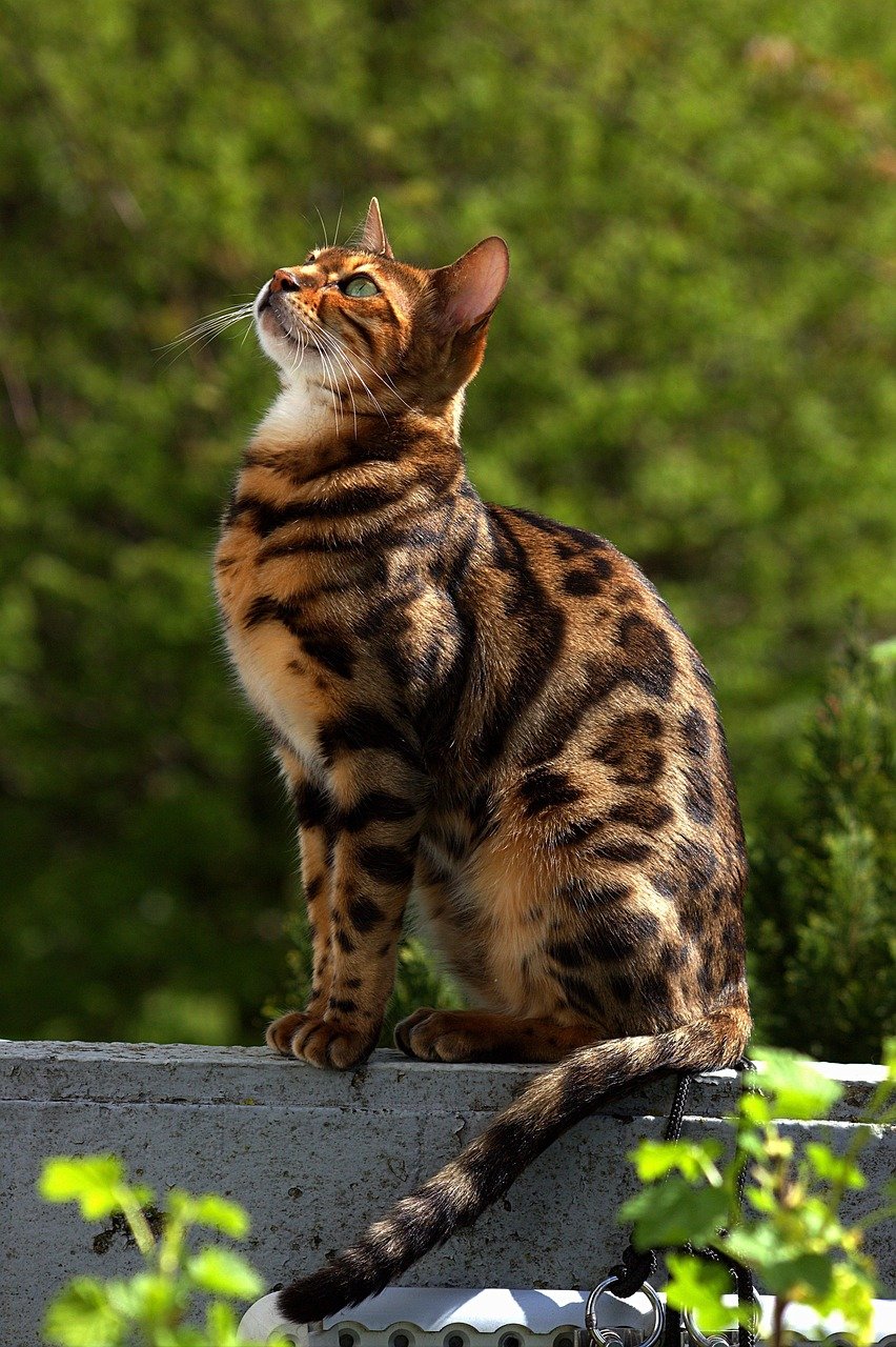 Bengal Cat: The Wild Guardian (image credits: pixabay)