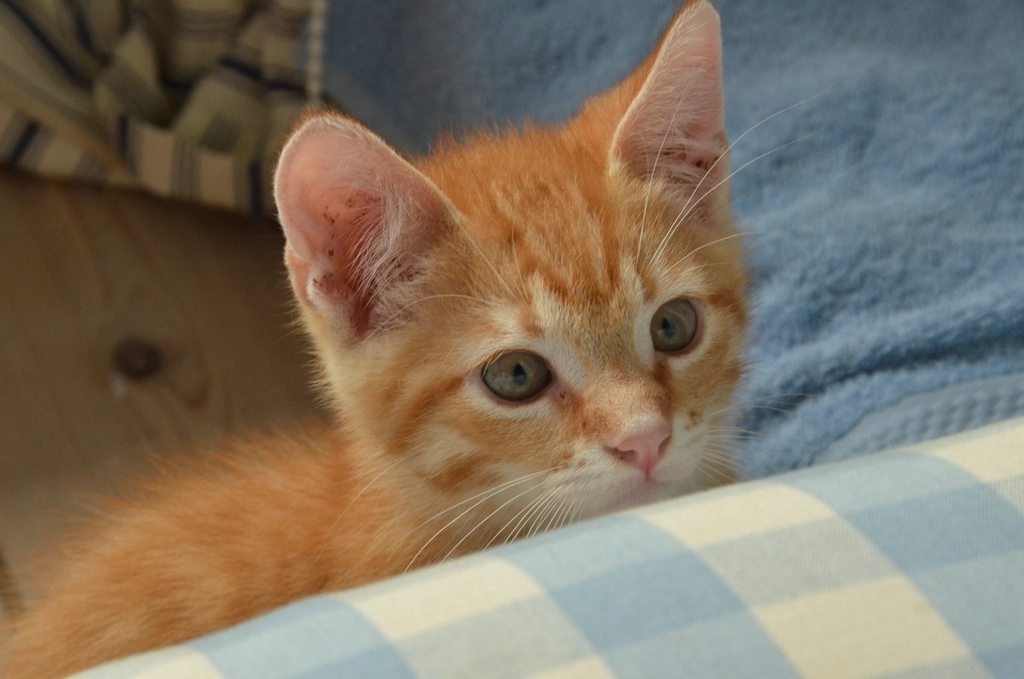 Listening to Your Cat’s Needs (image credits: rawpixel)