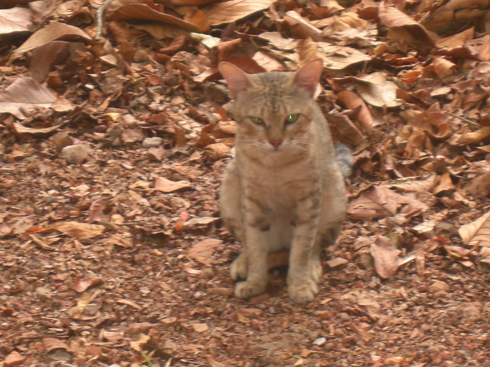 The Healing Power of Cat Companionship (image credits: wikimedia)