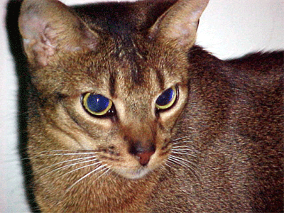 5. Abyssinian Cats: The Energetic Explorers (image credits: wikimedia)
