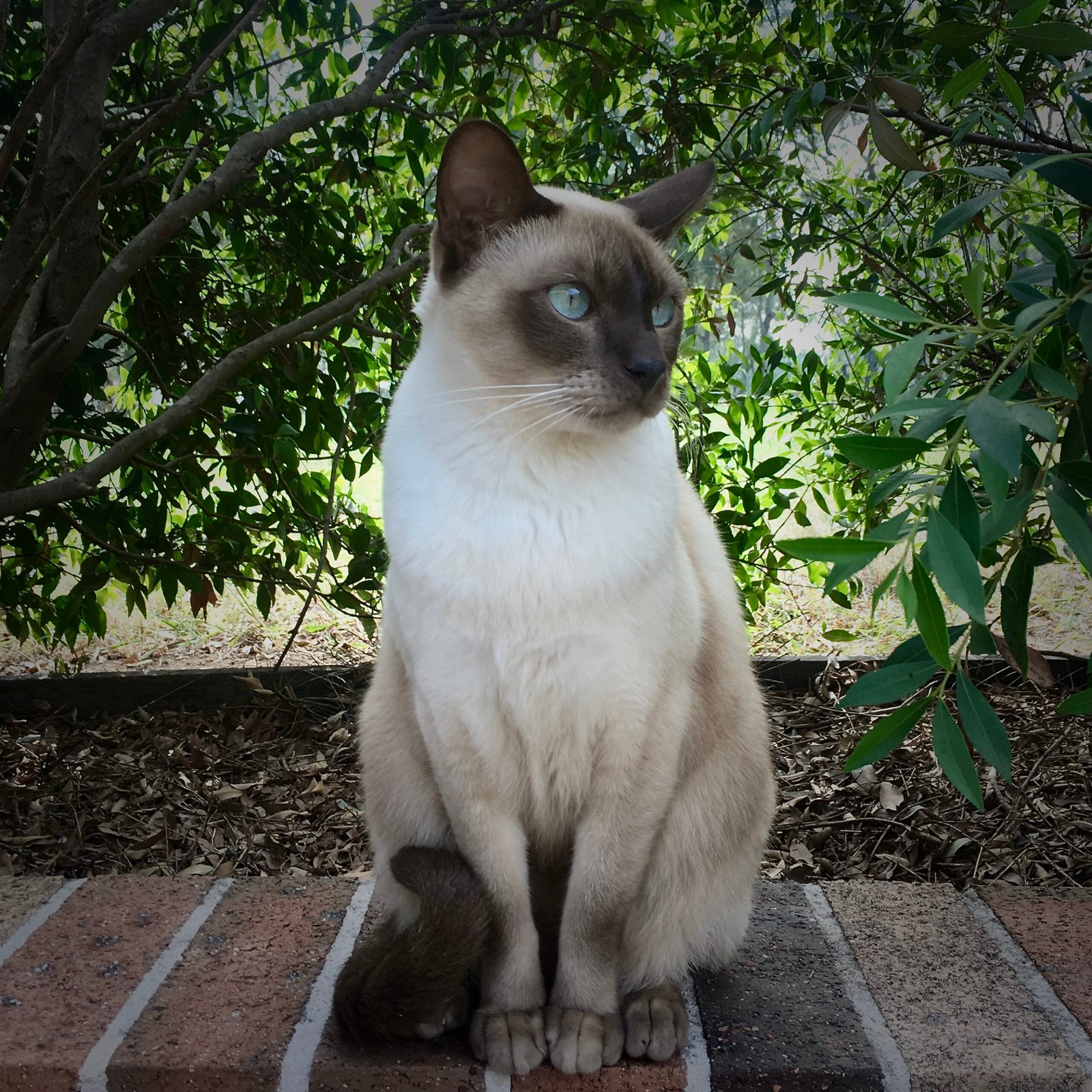 8. Tonkinese Cats: The Affectionate Performers (image credits: wikimedia)