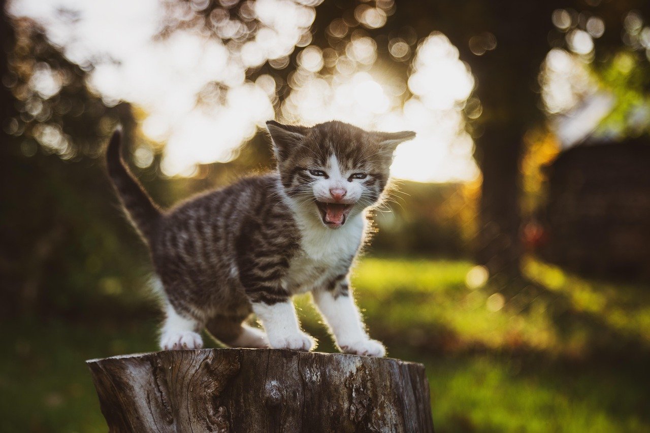 Understanding Kitten Behavior (image credits: pixabay)