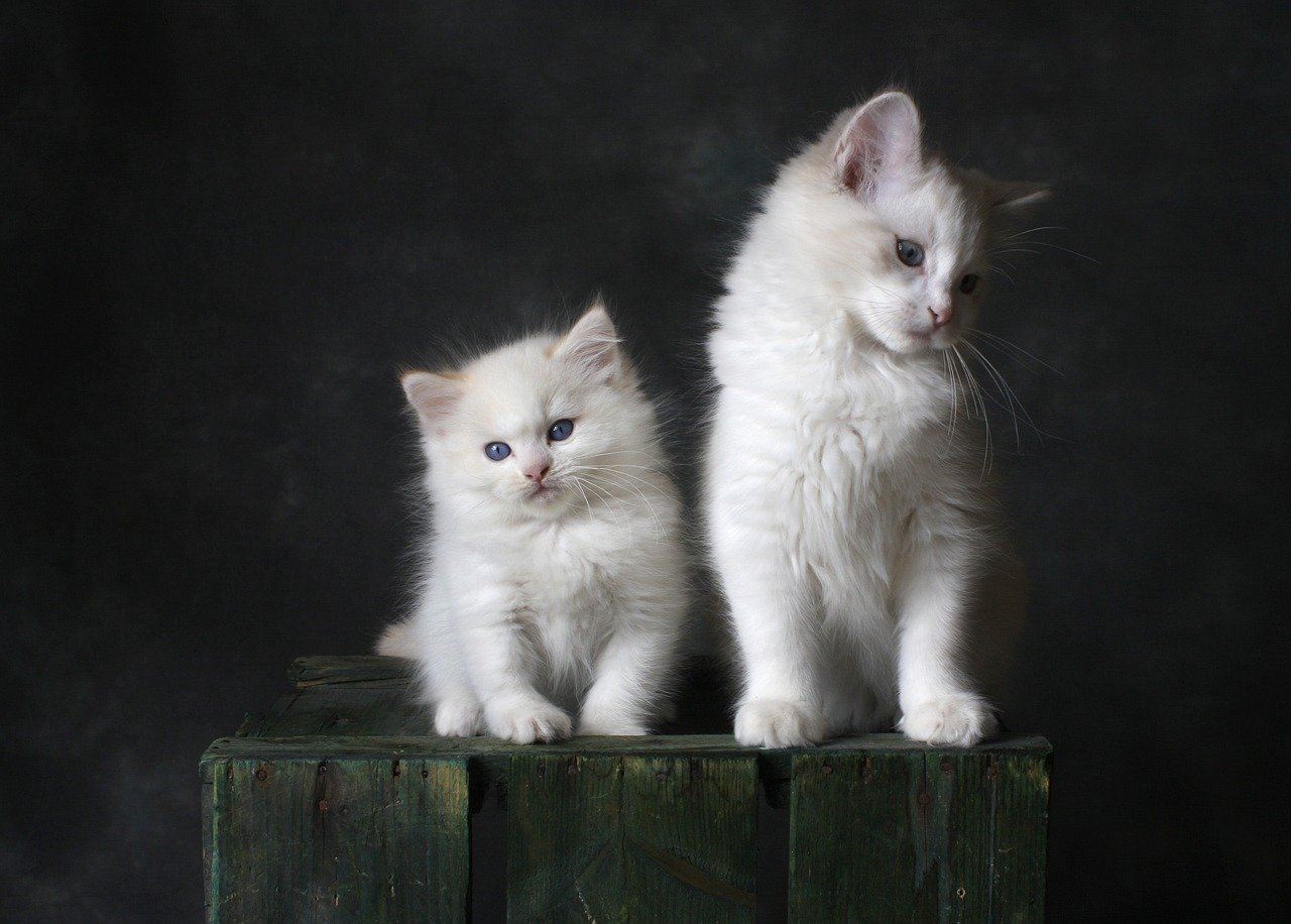 Socializing Your Kitten (image credits: pixabay)