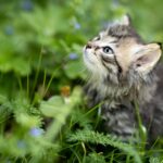 Emotions – and Why
