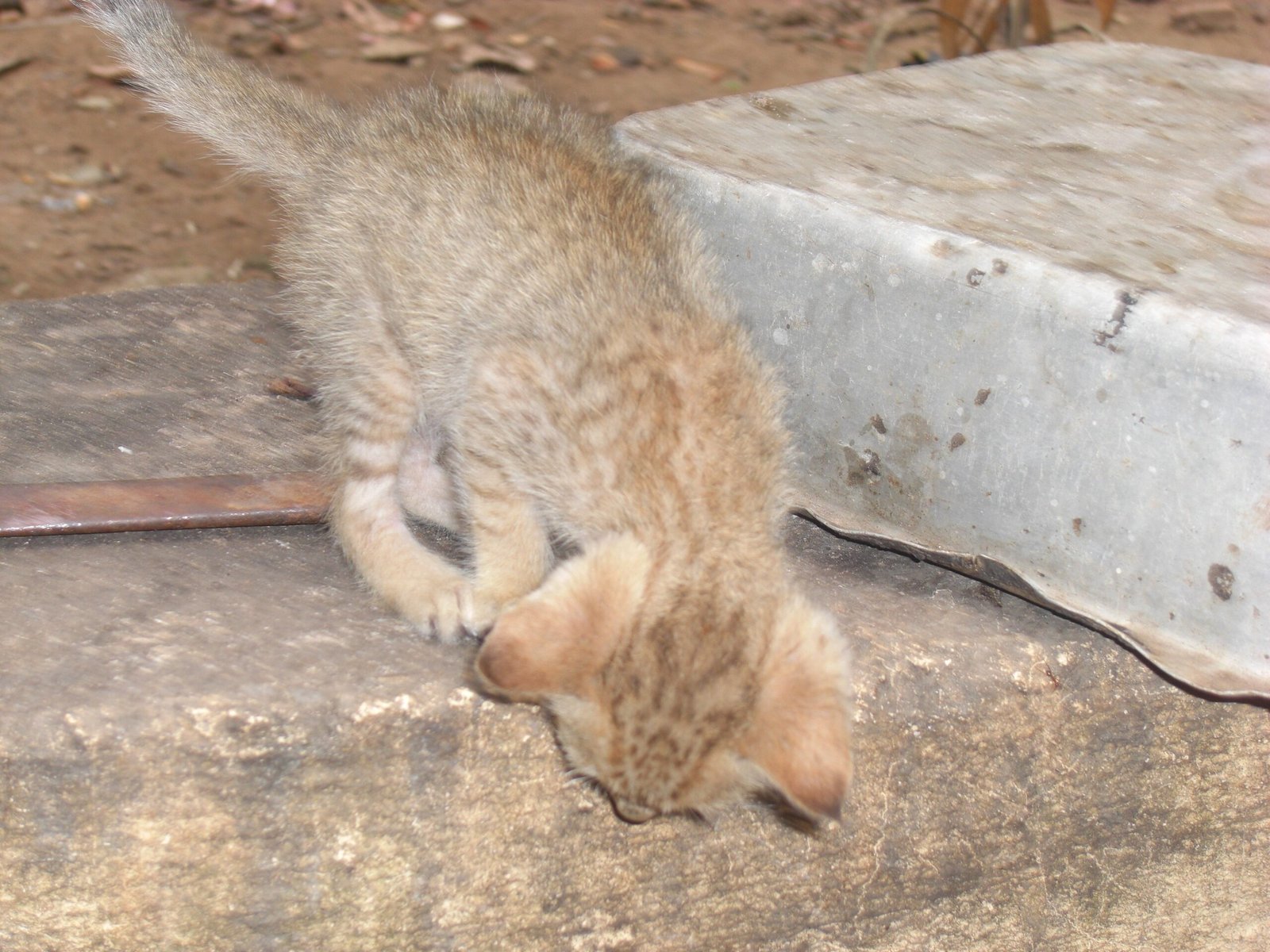 Communicating with Your Kitten (image credits: wikimedia)