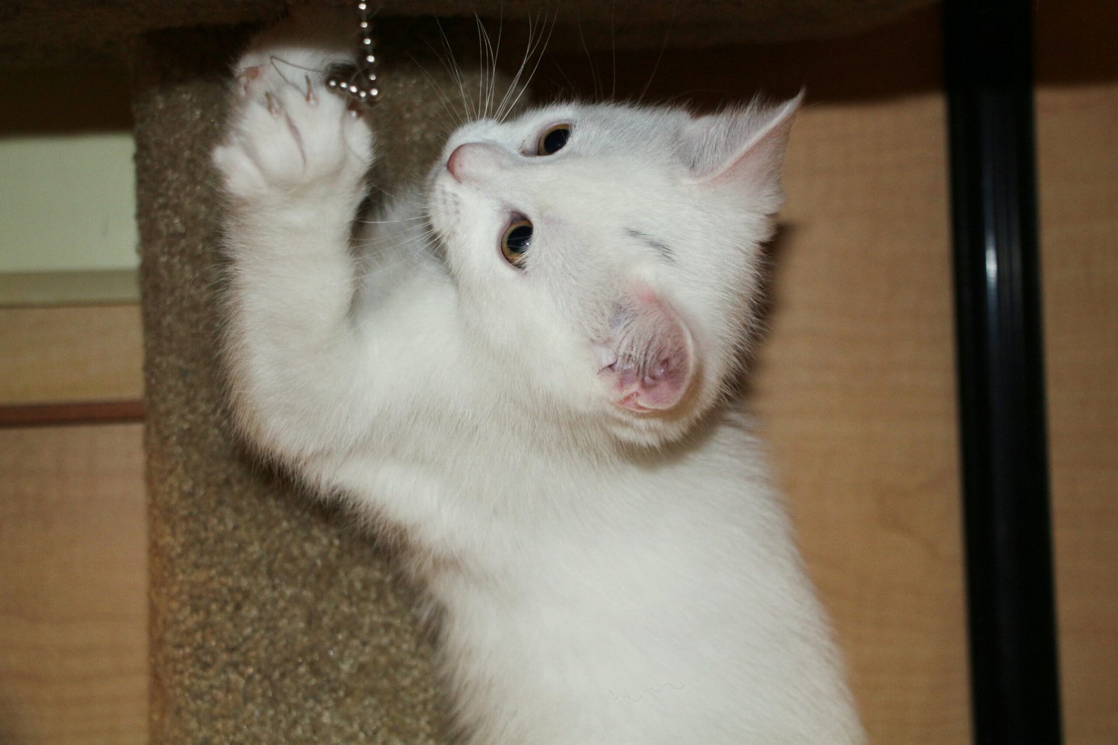 Introducing Your Kitten to New Experiences (image credits: wikimedia)