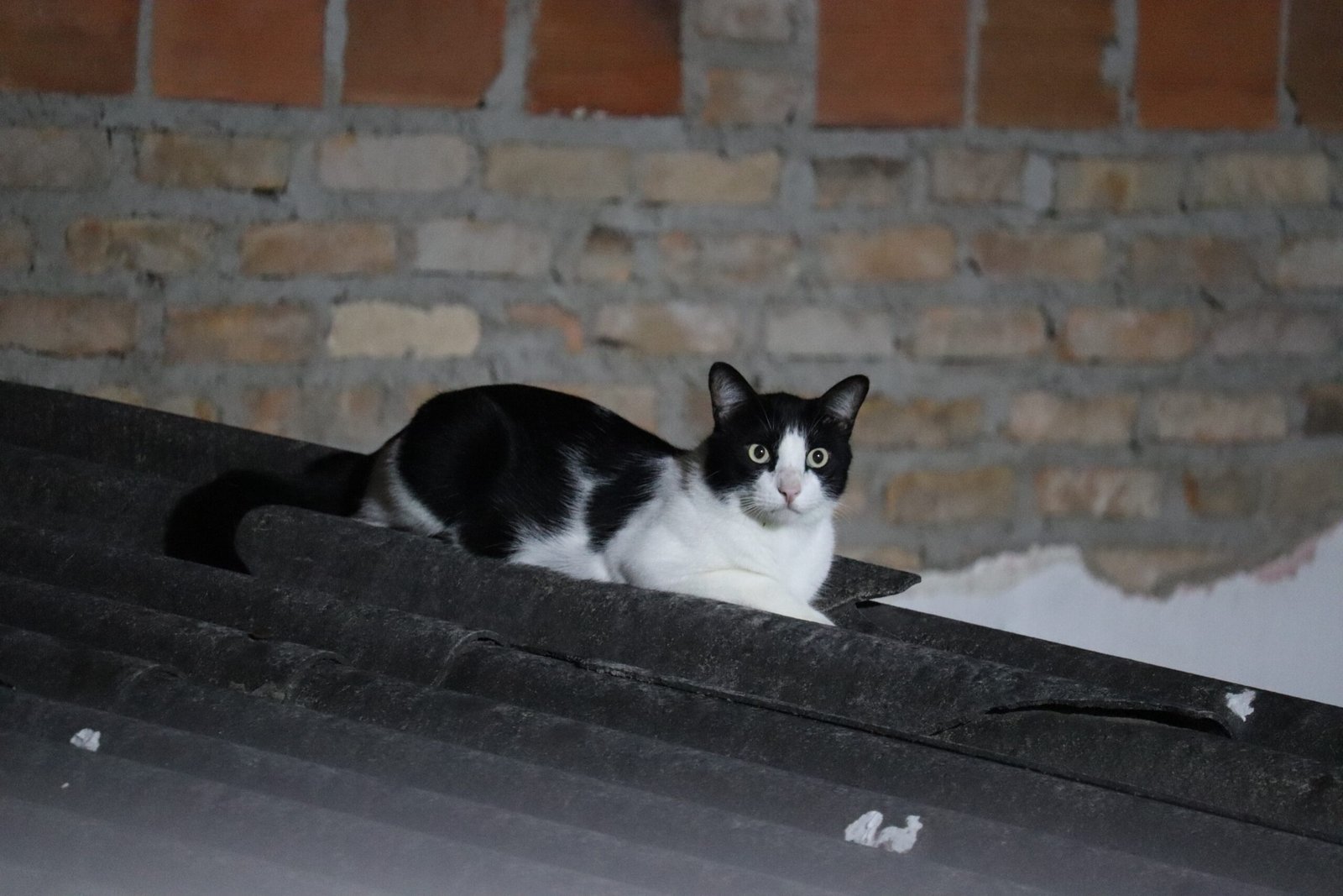 Understanding Your Kitten's Unique Personality (image credits: wikimedia)