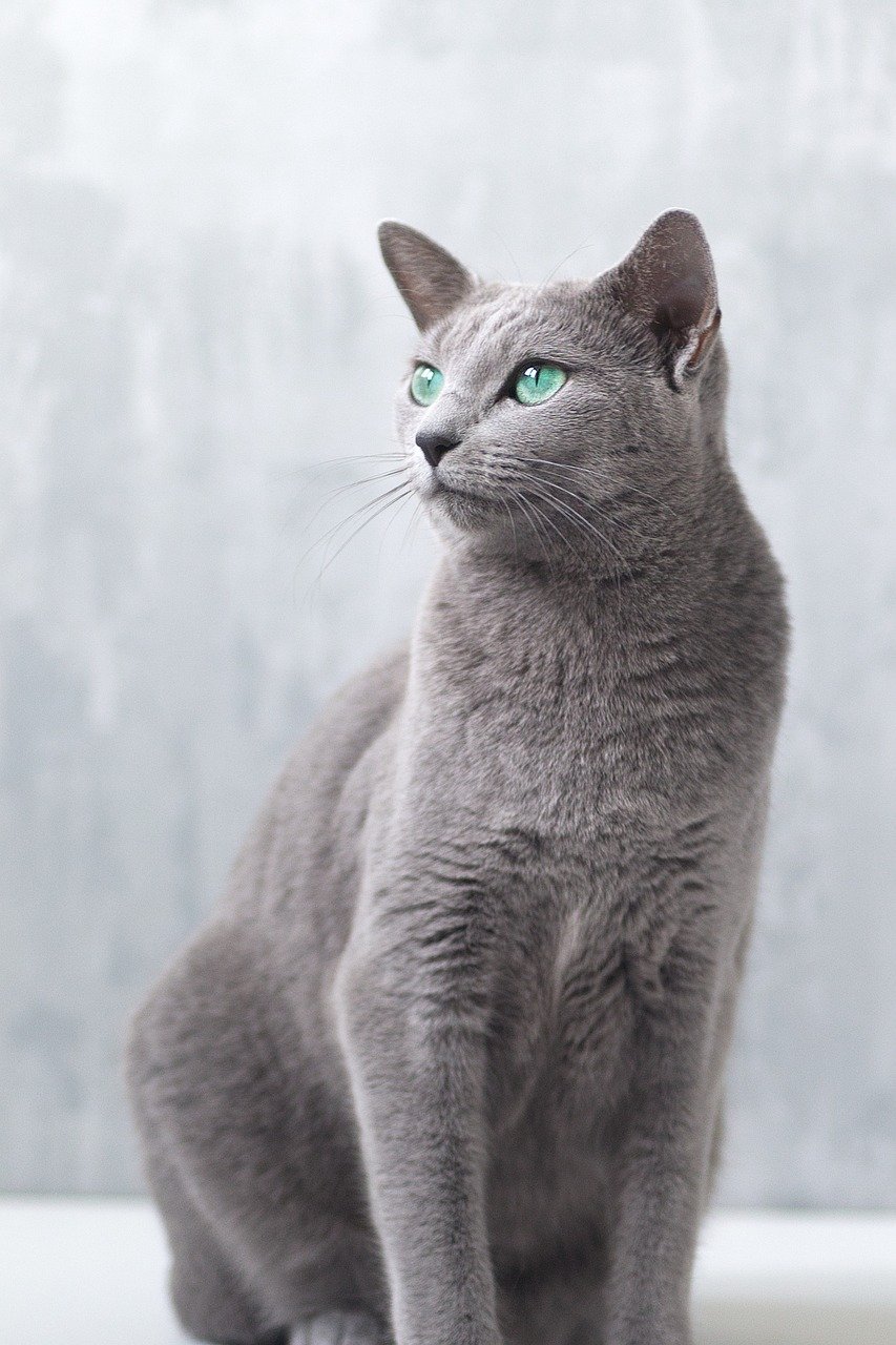 Russian Blue: The Shy Charmer (image credits: pixabay)
