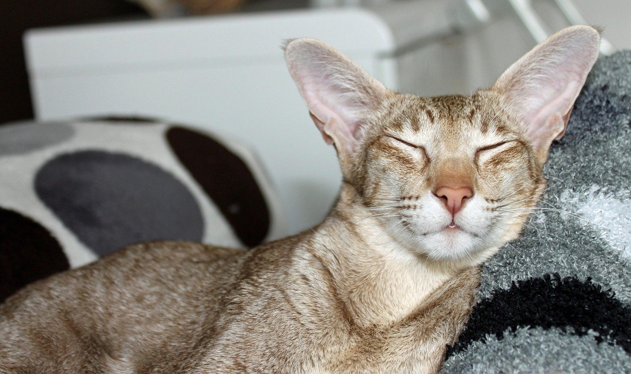 Oriental Shorthair: The Sleek Talker (image credits: pixabay)
