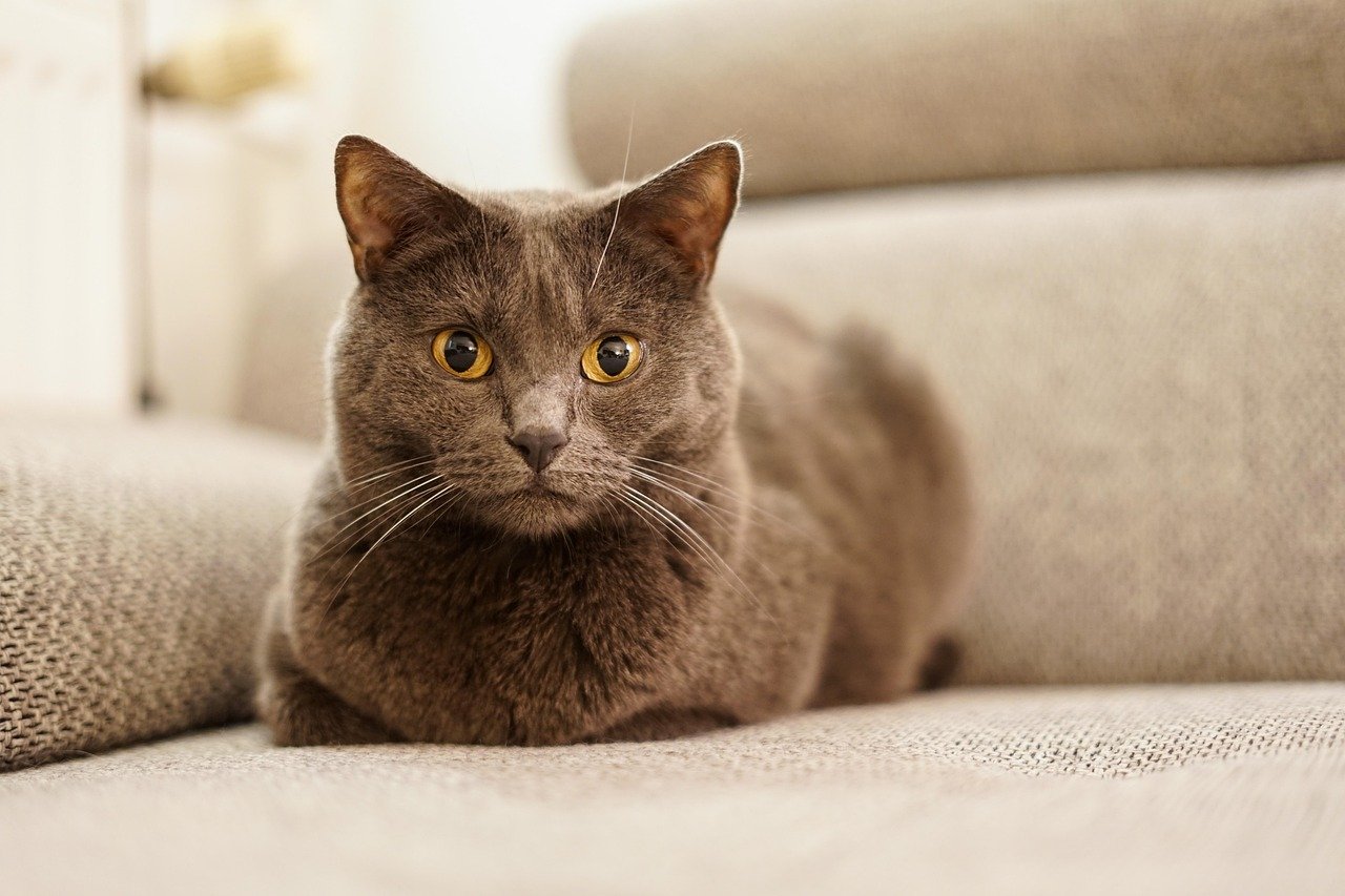 Chartreux: The Smiling Cat (image credits: pixabay)