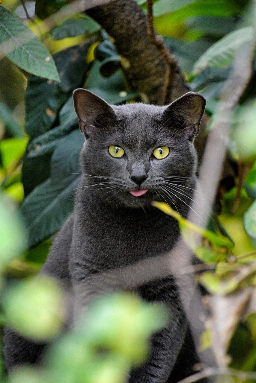 Korats: The Silver Sweetheart (image credits: pixabay)