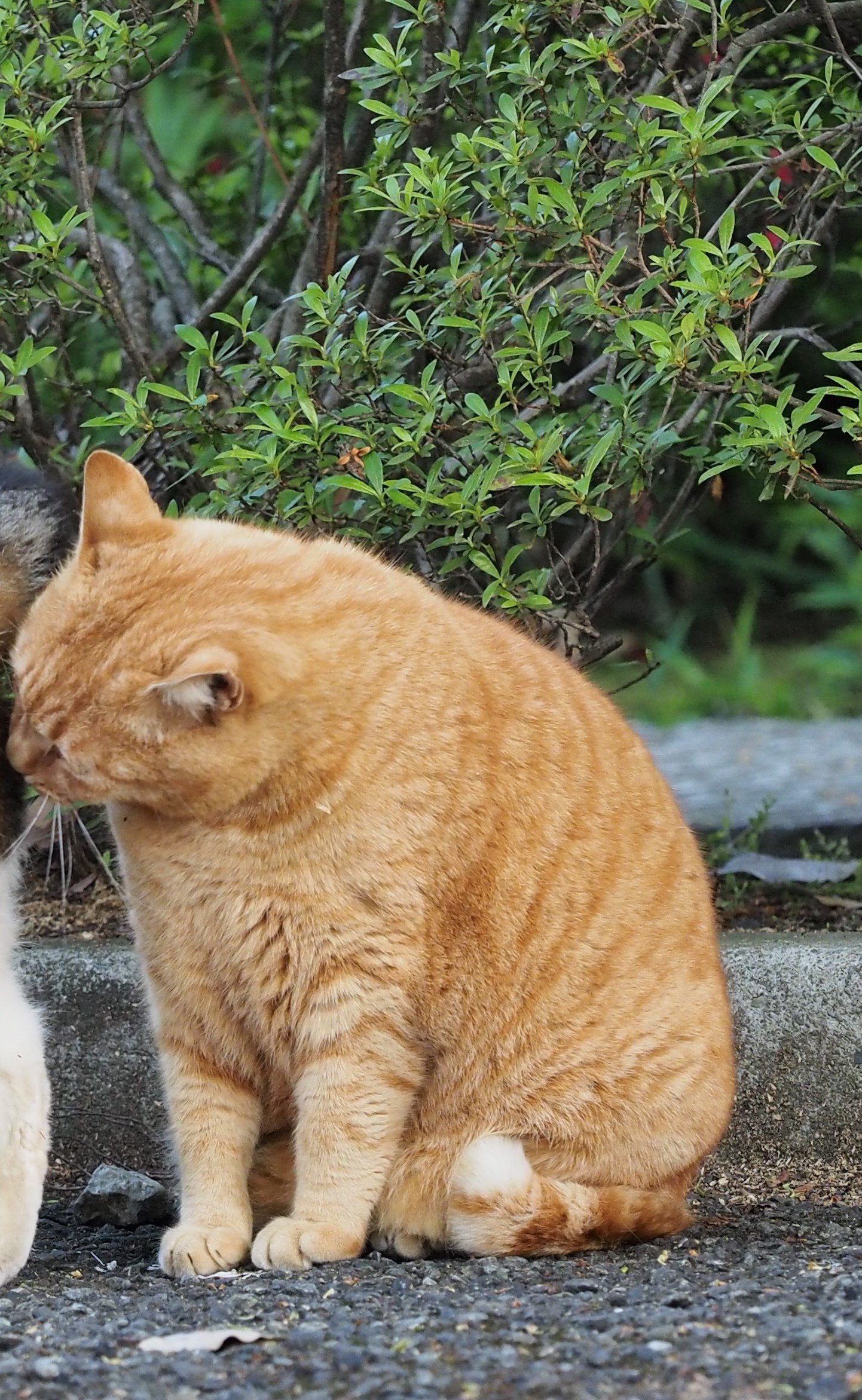 The Future of Understanding Scent Marking (image credits: wikimedia)