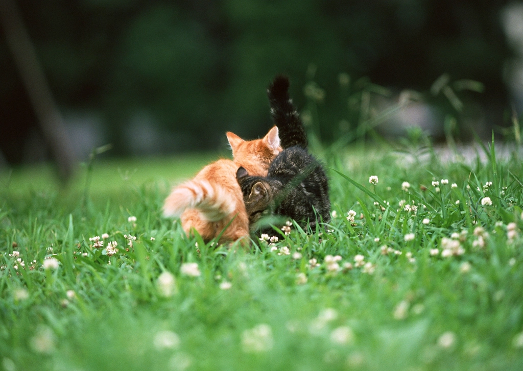 Consider a Companion (image credits: rawpixel)