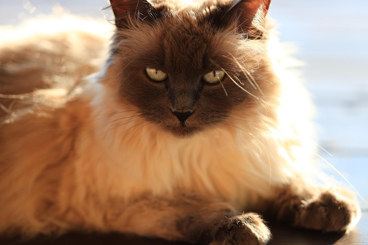 Balinese Cats: The Graceful Companions (image credits: pixabay)