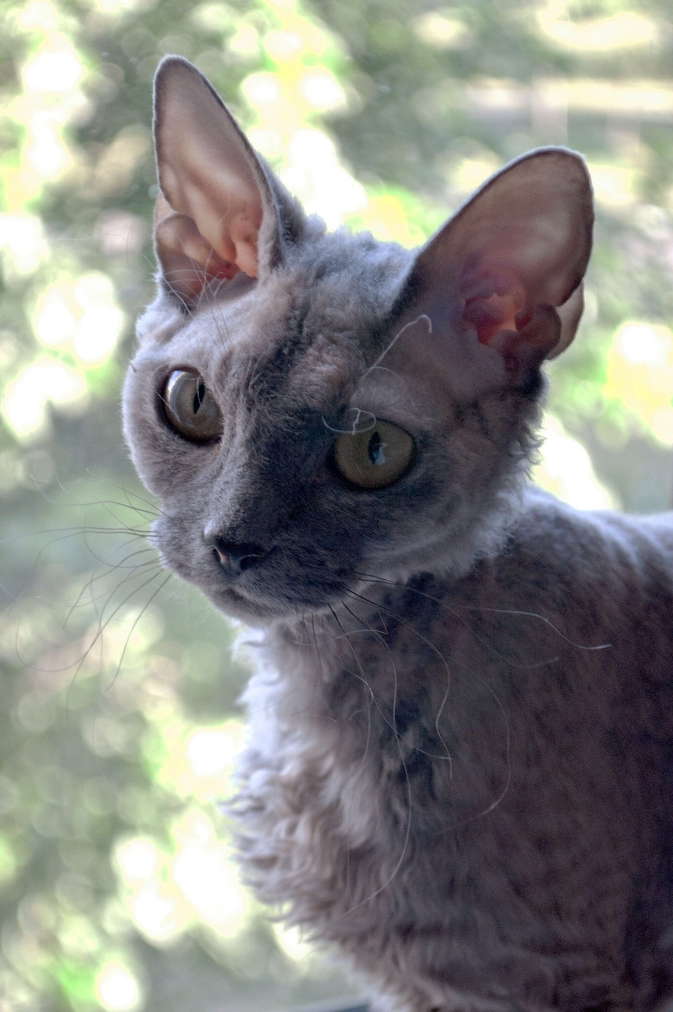Devon Rex: The Playful Pixies (image credits: wikimedia)