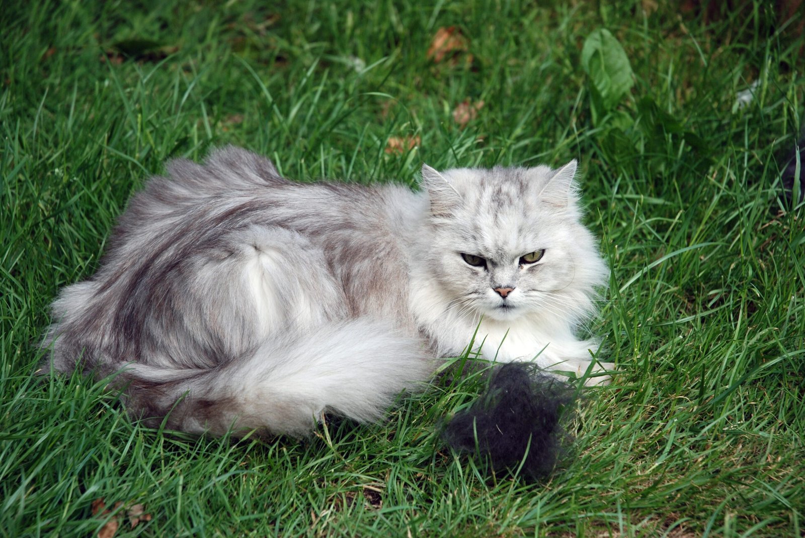 Allowing Time for Adjustment (image credits: wikimedia)