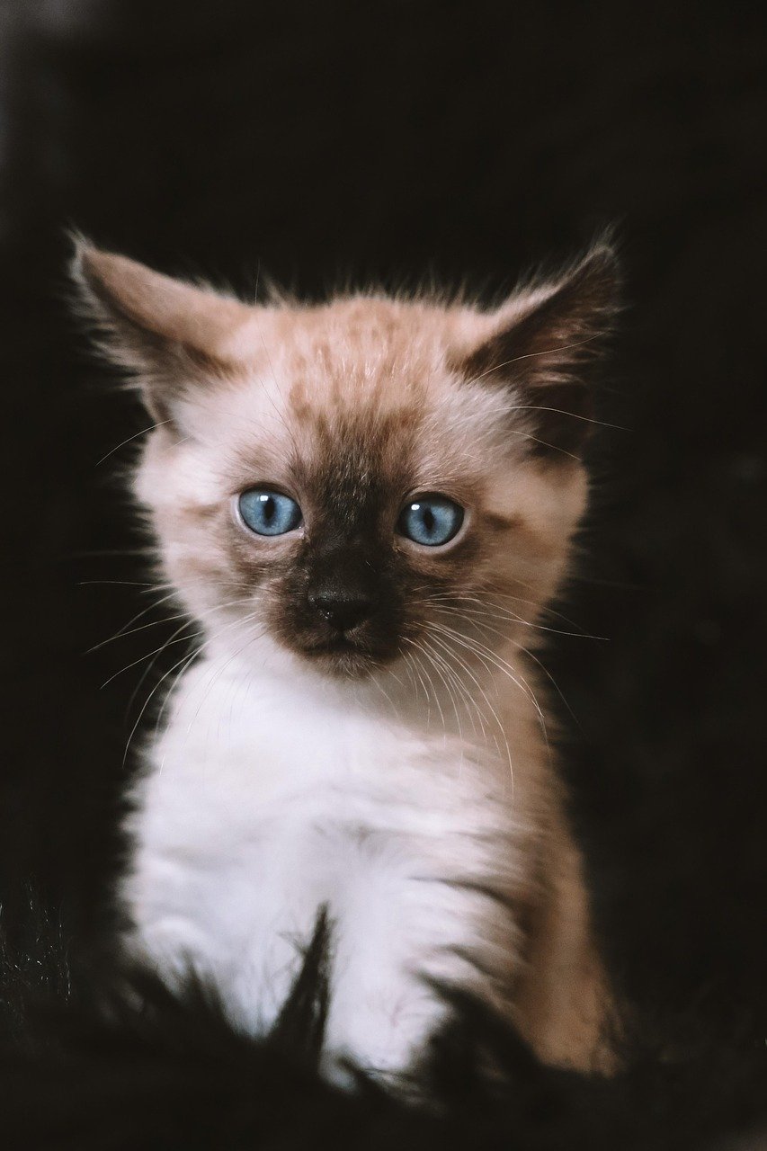 Encouraging Socialization with Other Pets (image credits: pixabay)