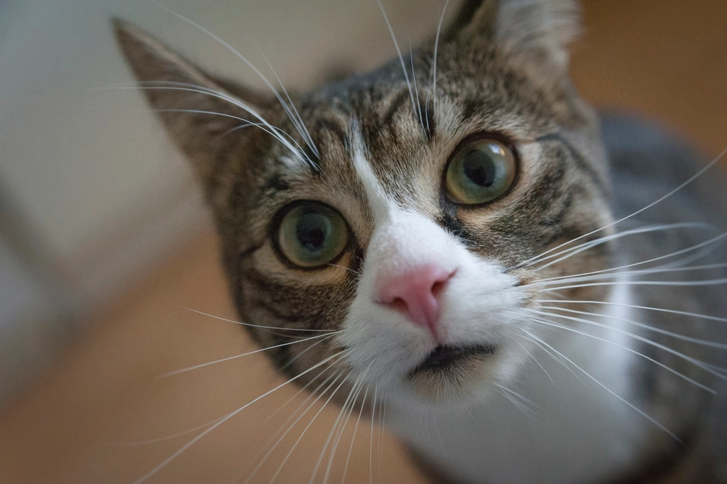 Expressing Curiosity (image credits: rawpixel)