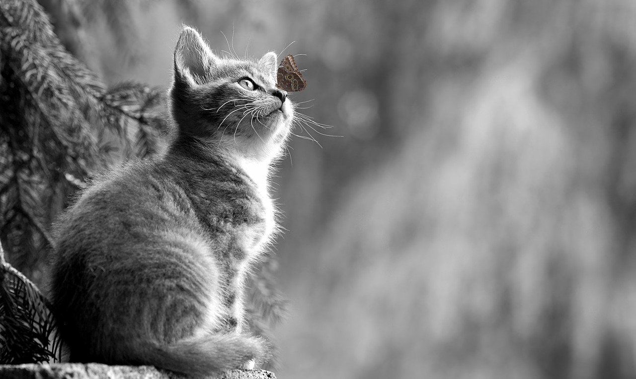 The Heartfelt Welcome (image credits: pixabay)