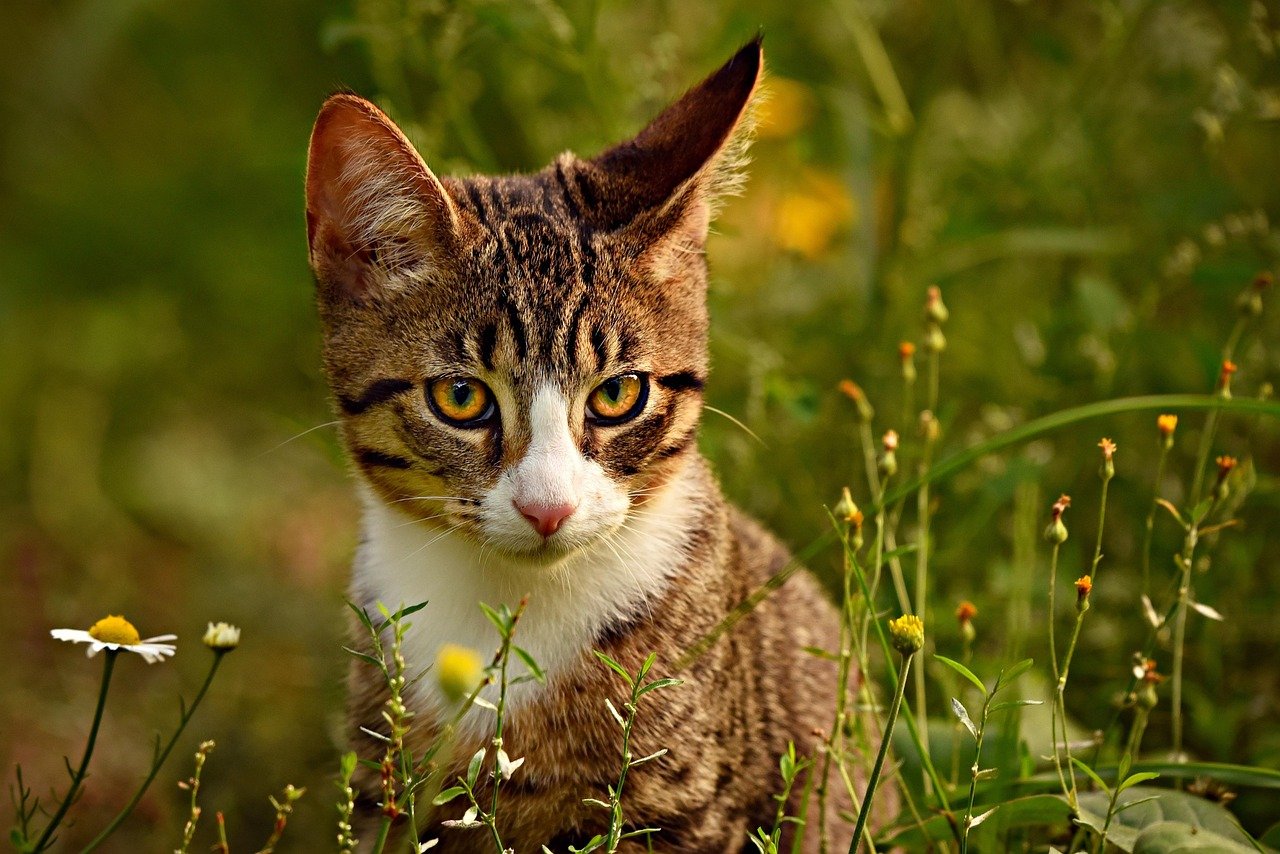 The Ears Tell a Story (image credits: pixabay)