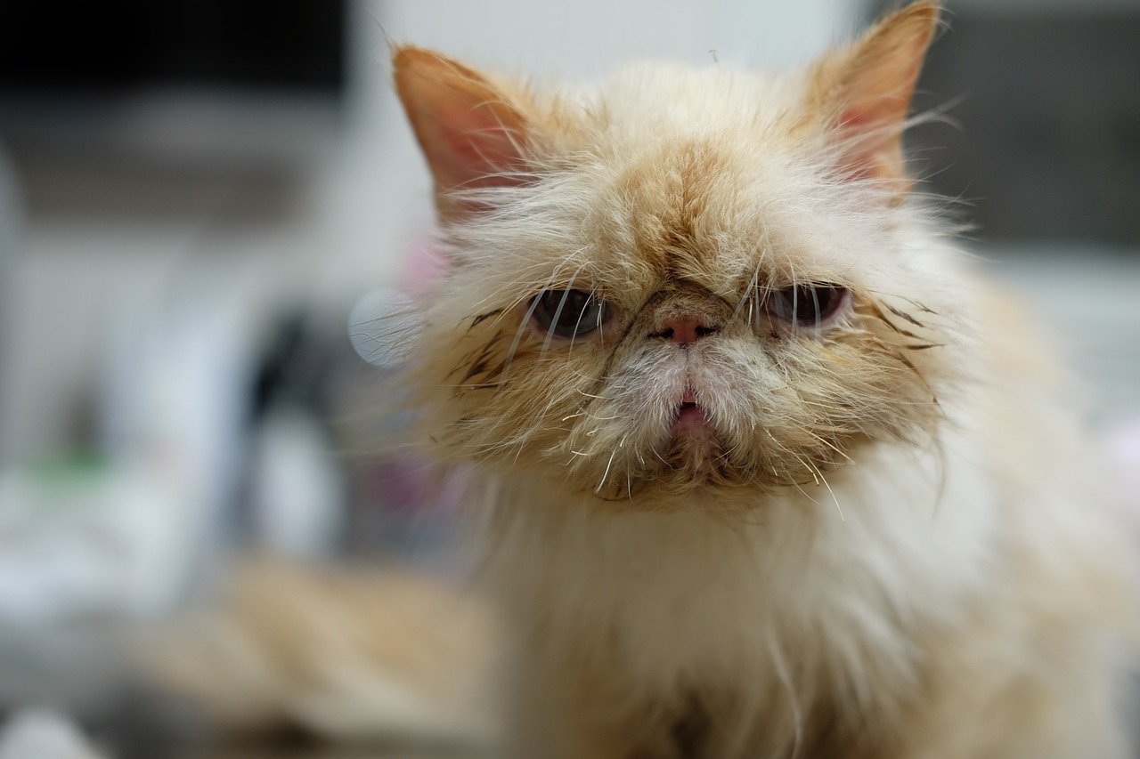 Regular Vet Check-ups (image credits: pixabay)