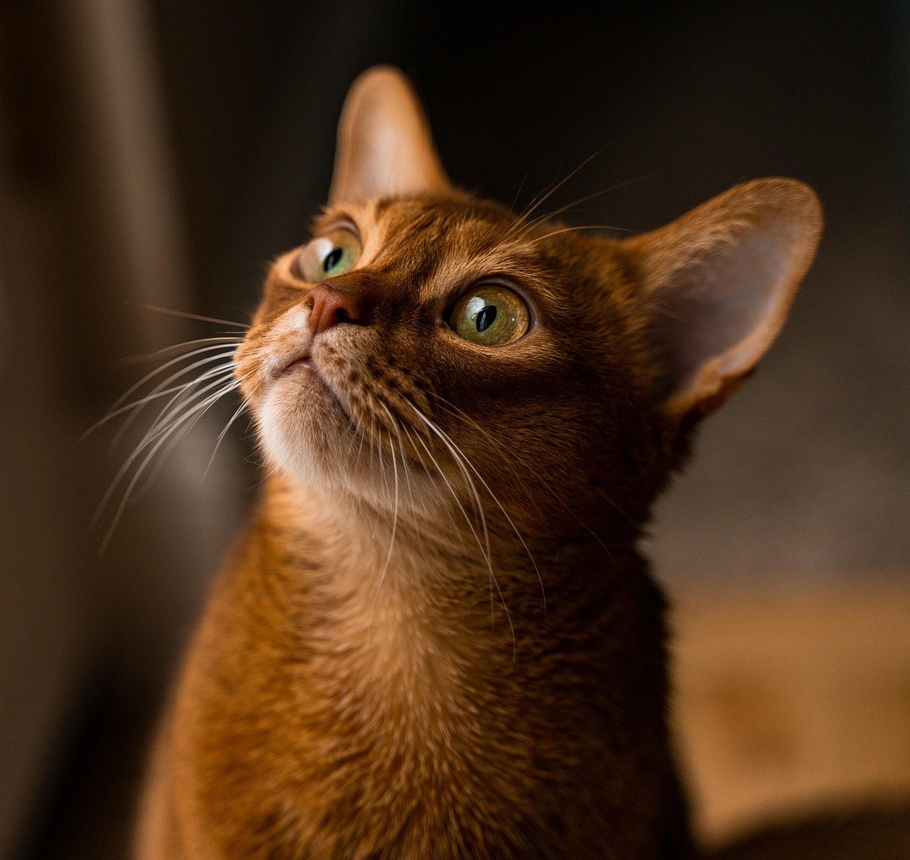 Exquisite Abyssinian: The Rainbow of the Feline World (image credits: pixabay)