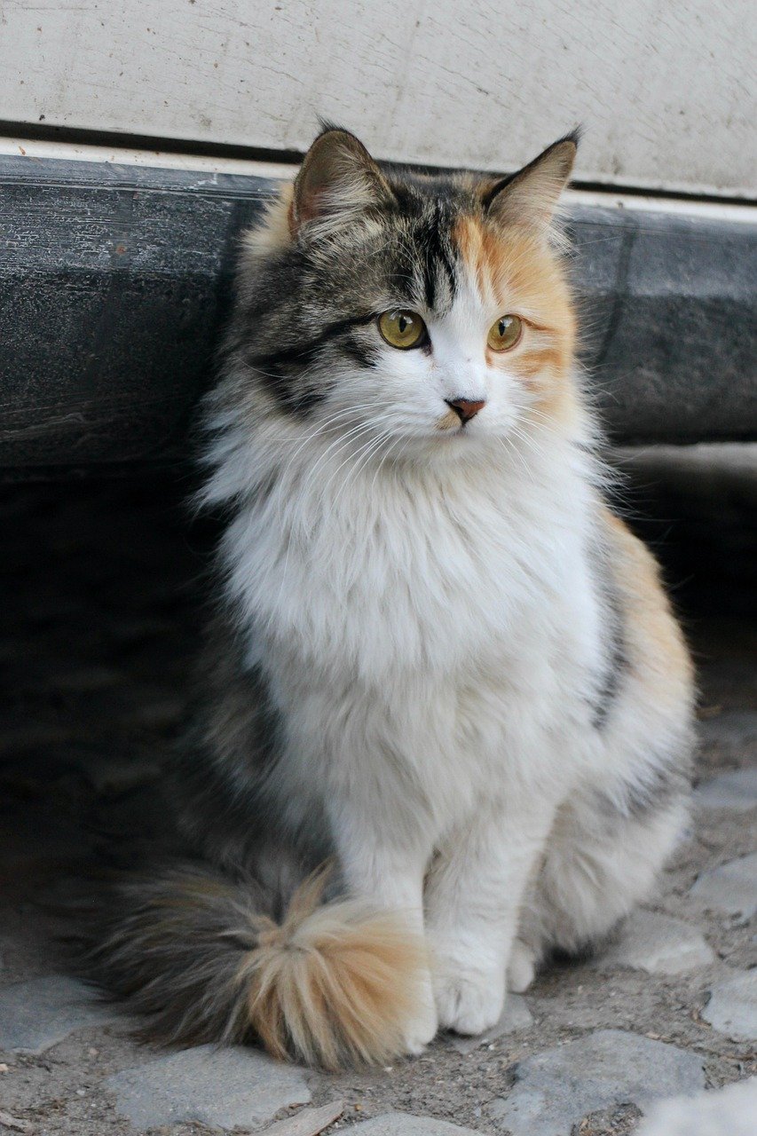 Charming Calico: A Patchwork of Color and Character (image credits: pixabay)