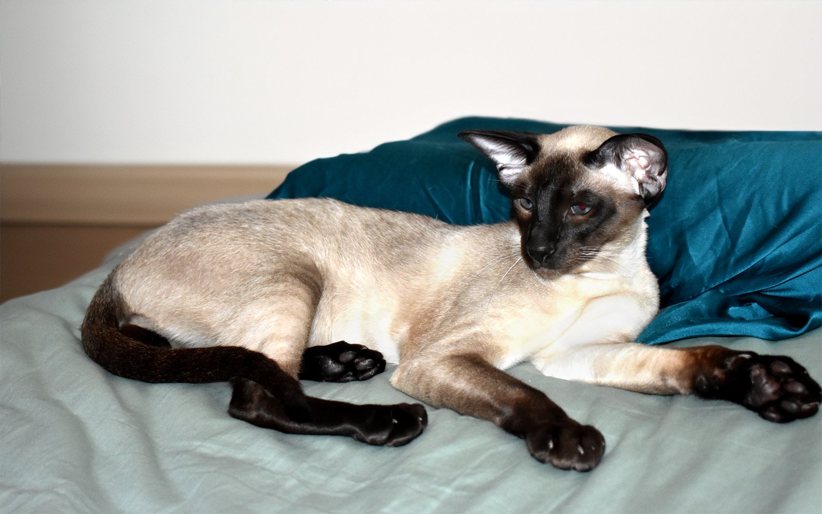 Enchanting Siamese: The Vocal Charmer with a Sleek Appearance (image credits: wikimedia)