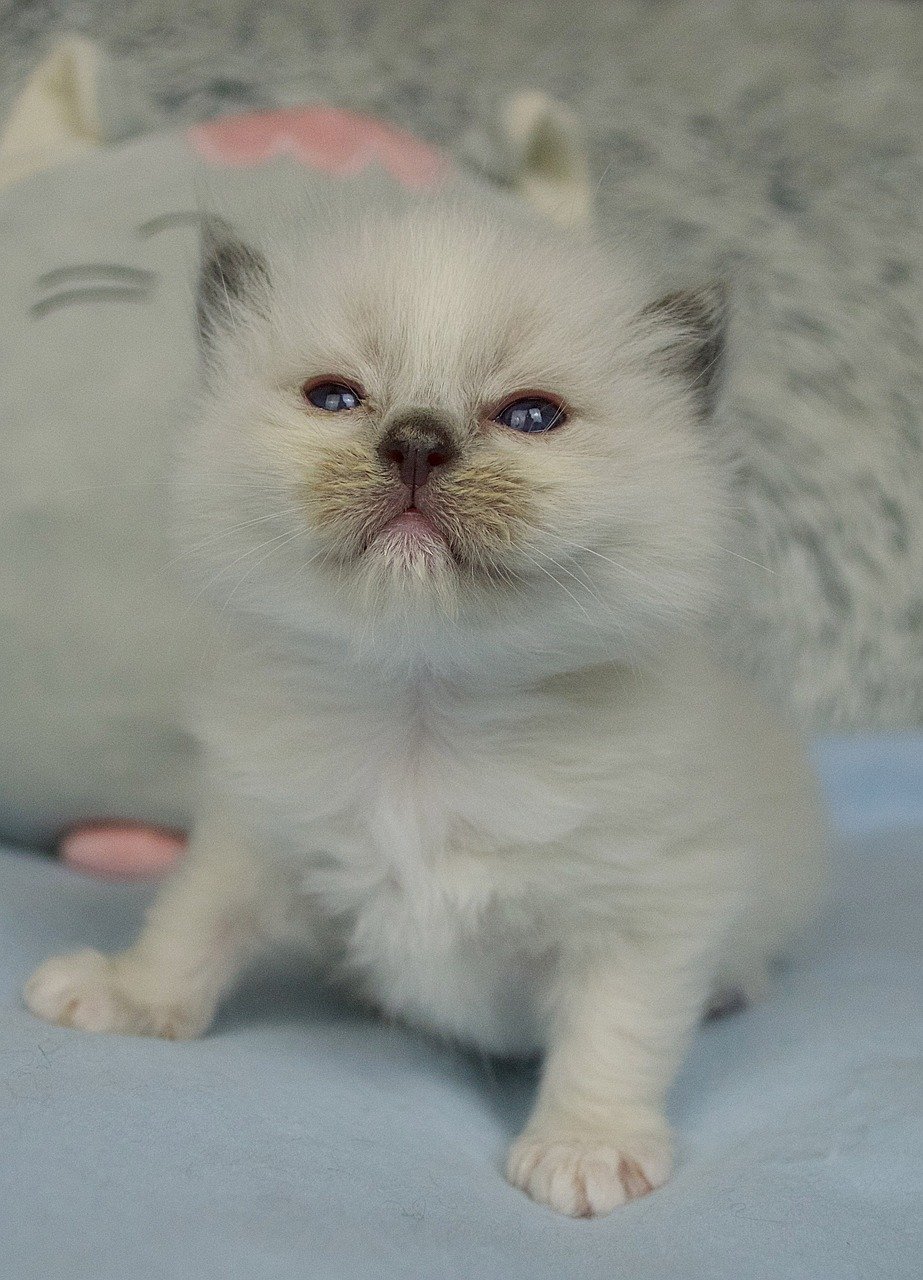 Ragdolls: Gentle Giants with Loving Hearts (image credits: pixabay)