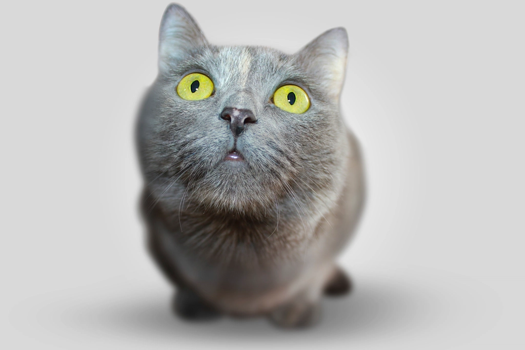 Chartreux Cats: The Quiet and Affectionate Friends (image credits: rawpixel)