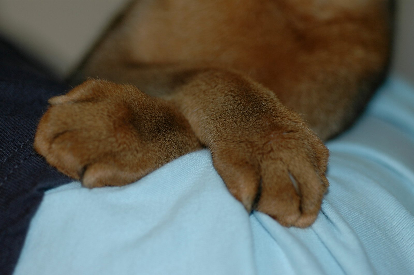 Abyssinian: The Agile Climber (image credits: wikimedia)
