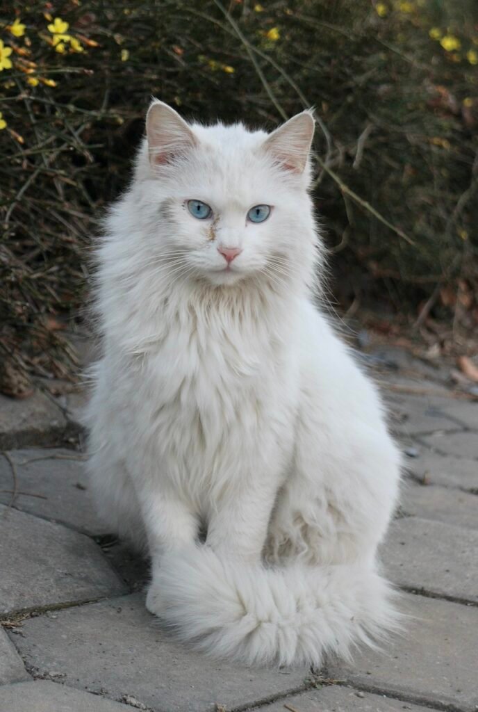 Turkish Van: The Water-Loving Climber