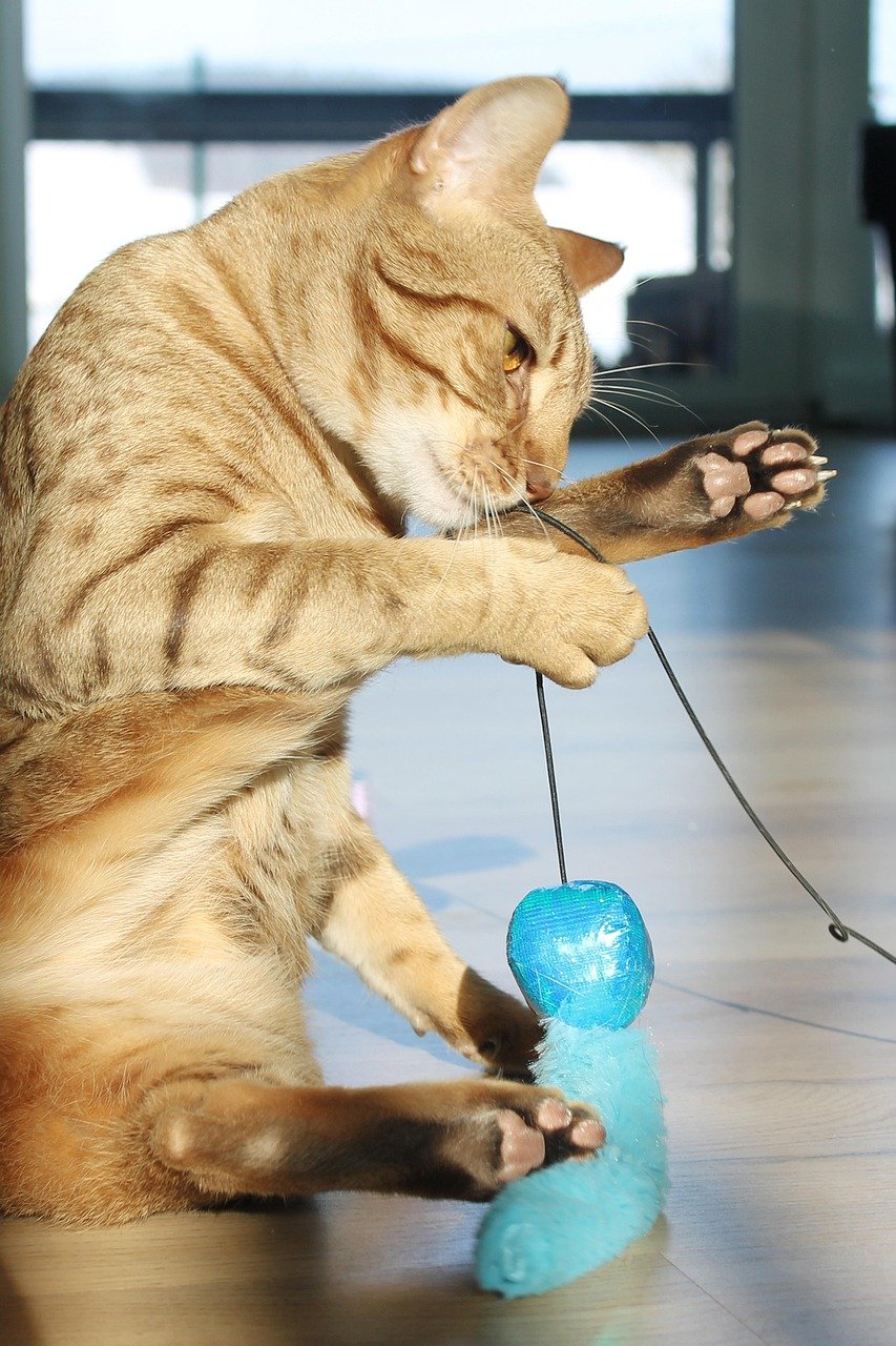Ocicat: The Spotted Runner (image credits: pixabay)