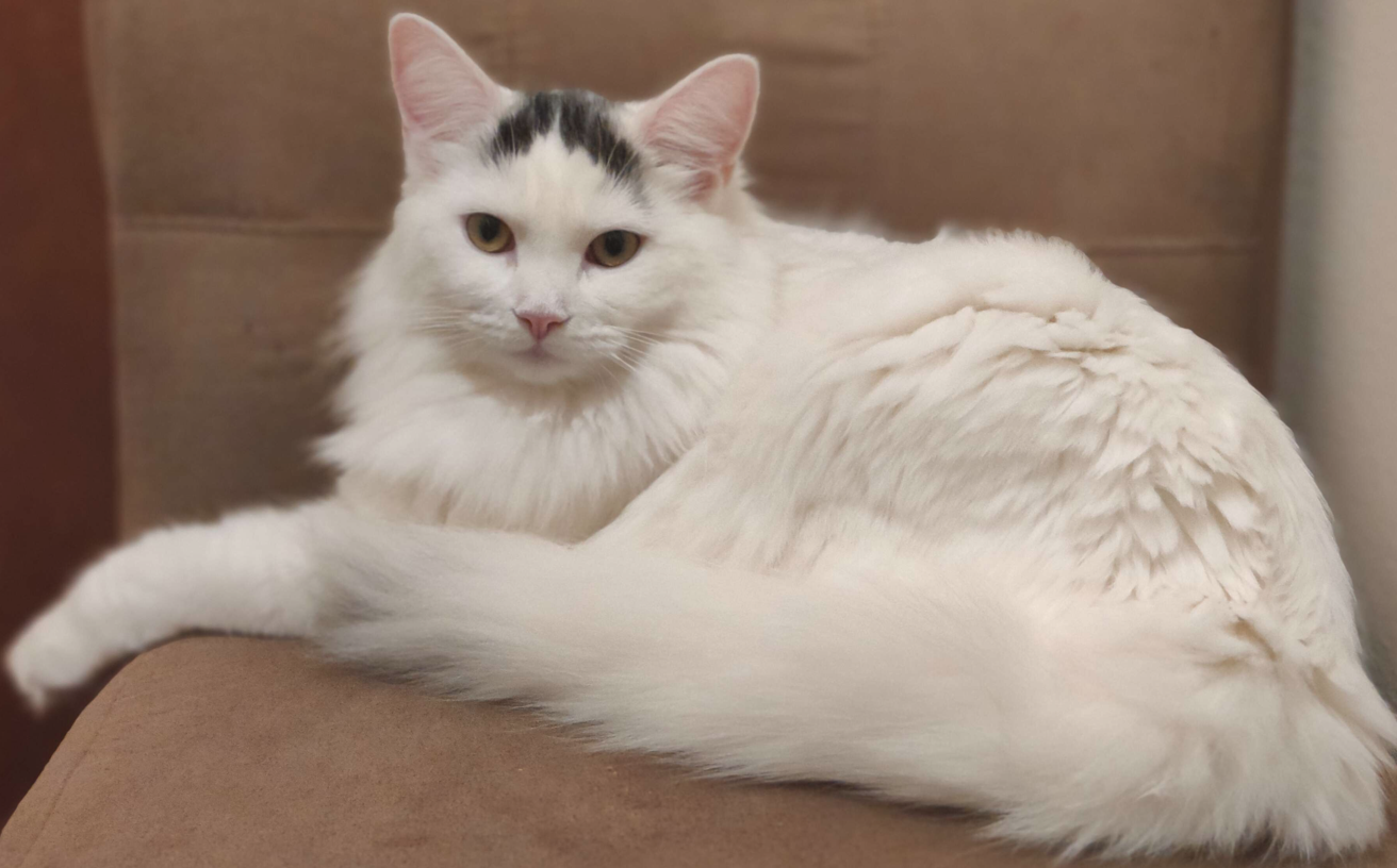 Turkish Van: The Water-Loving Runner (image credits: wikimedia)