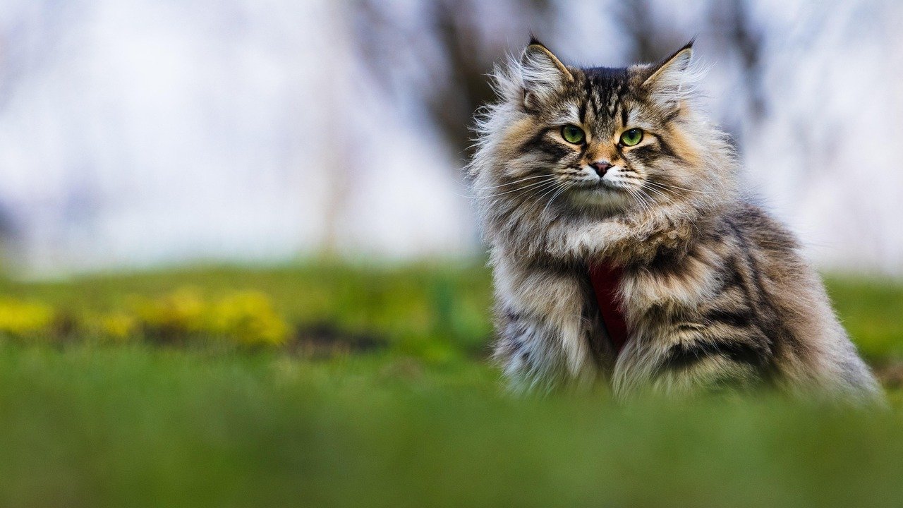 Siberian: The Fluffy Runner (image credits: pixabay)