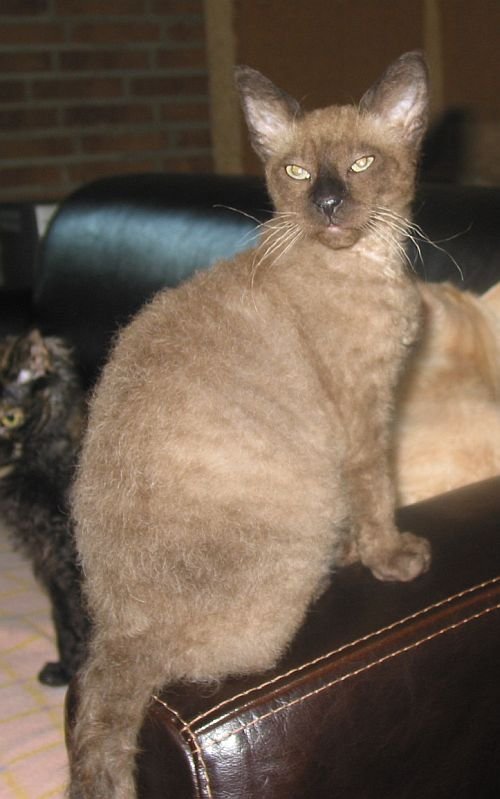 9. LaPerm: The Curly Companion (image credits: wikimedia)