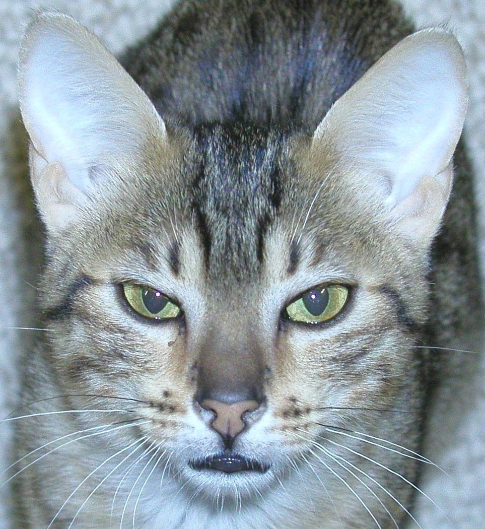 10. Egyptian Mau: The Spotted Beauty (image credits: wikimedia)