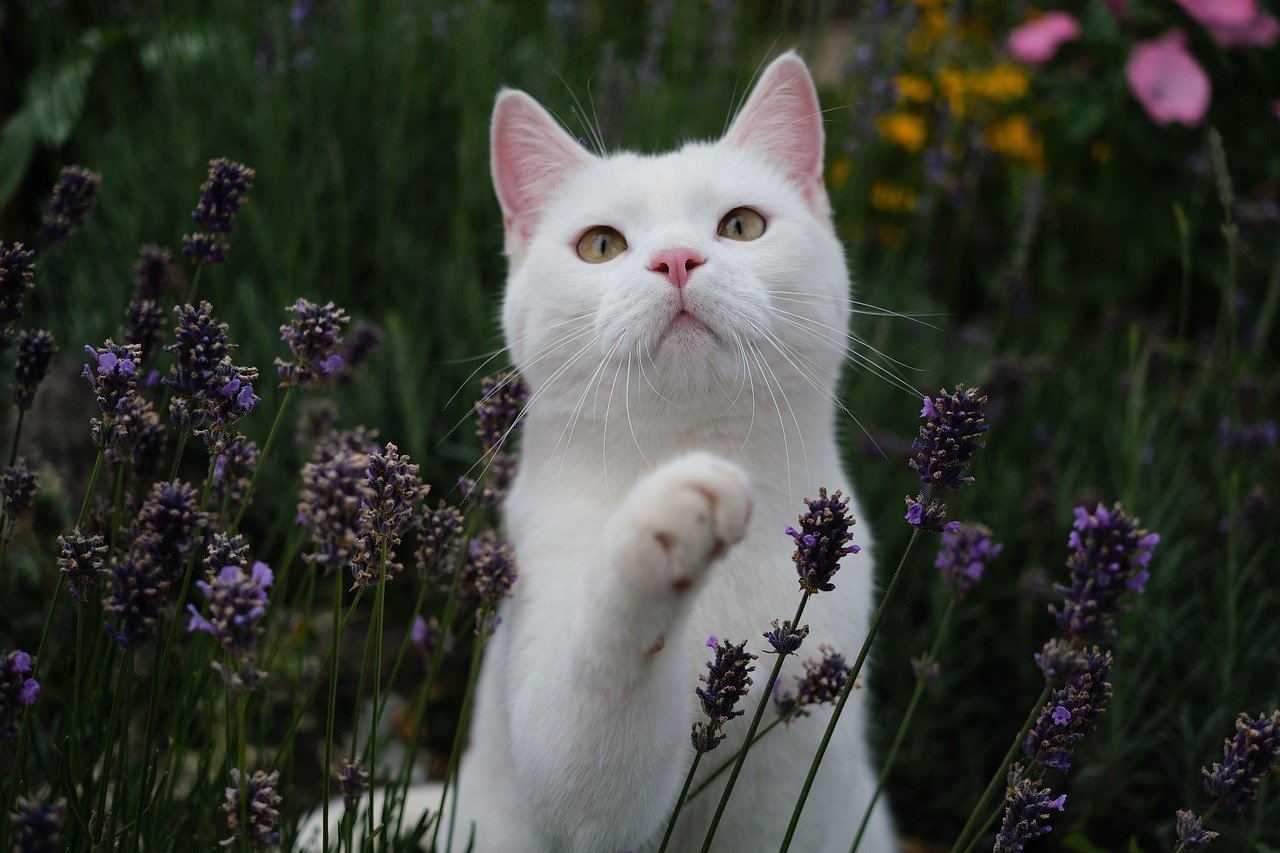 The Mysterious Vanishing of the British Blue Shorthair (image credits: pixabay)